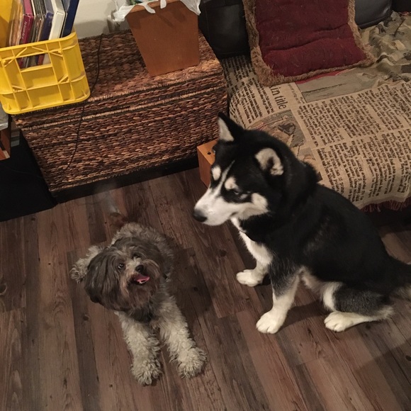 Meet your Posher, Demetrius - Picture 9 of 11